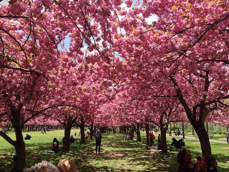 On the Grid : Brooklyn Botanic Garden