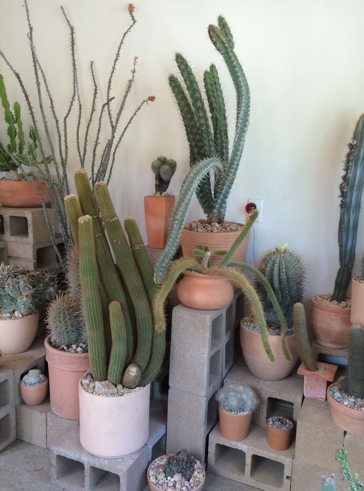 Cactus Store