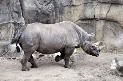On the Grid : Lincoln Park Zoo