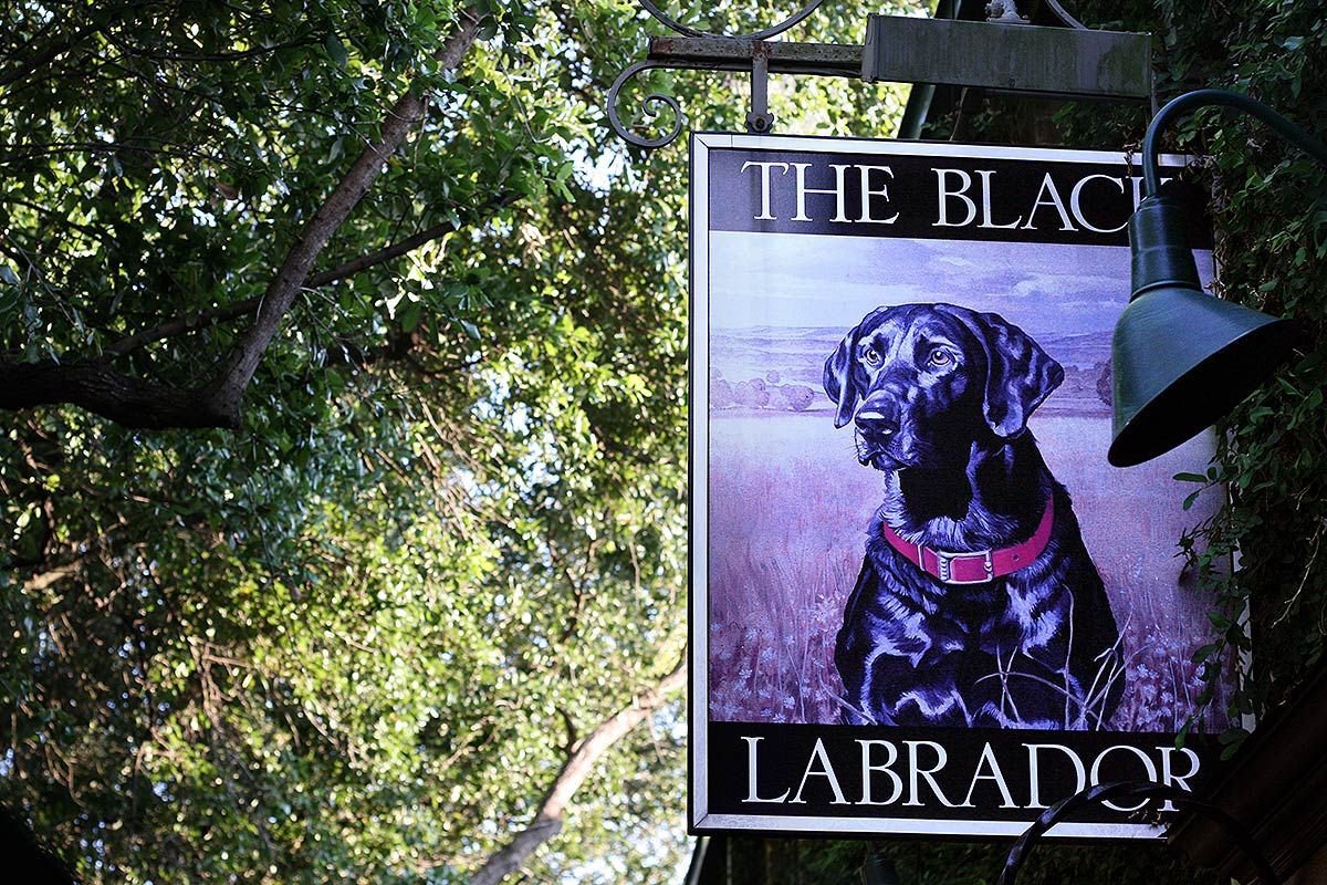 The Black Labrador