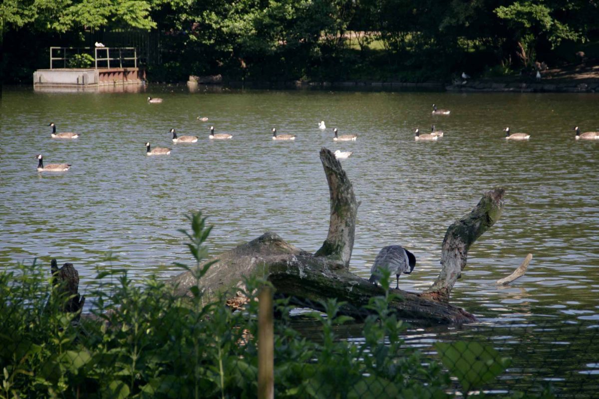 Schrevenpark