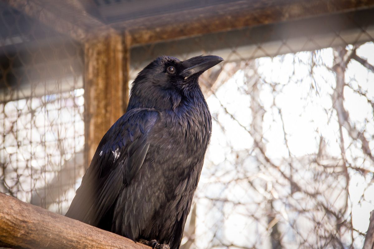 Ravens on Reitarska