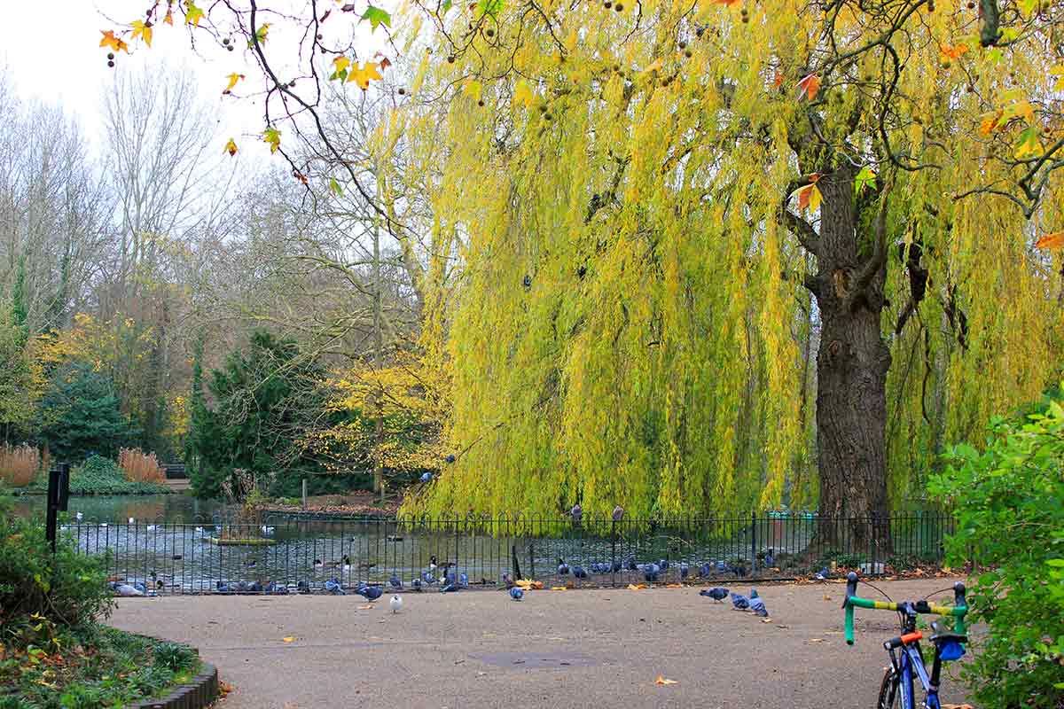 Peckham Park & Common