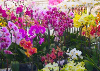 On the Grid : Studio City Farmer's Market