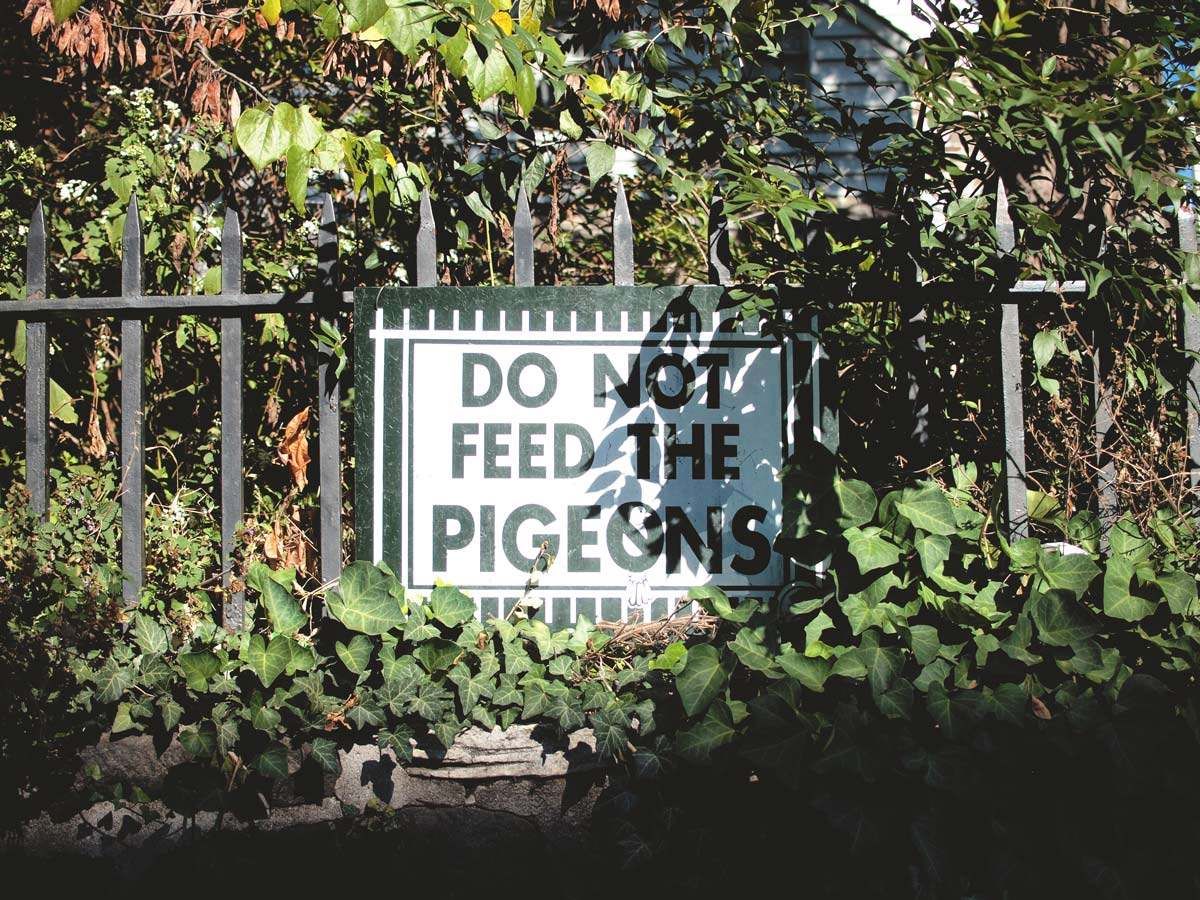 Don't Feed The Pigeons