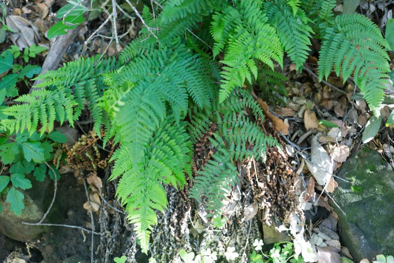 On the Grid : Cold Springs Trail